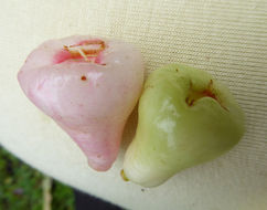 Syzygium malaccense (L.) Merr. & L. M. Perry resmi