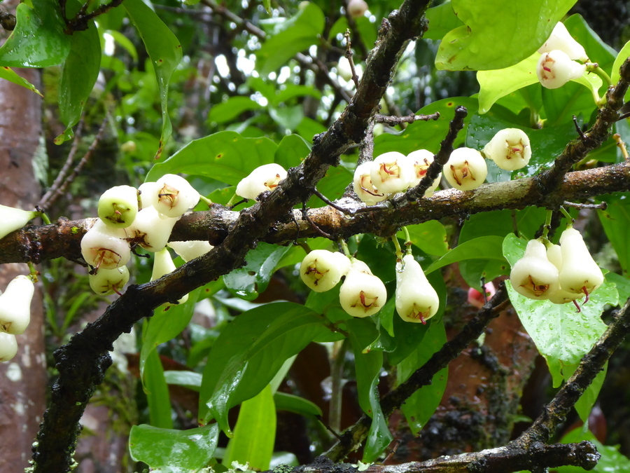 Syzygium malaccense (L.) Merr. & L. M. Perry resmi