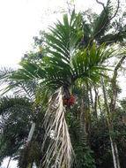 Image of Areca montana Ridl.