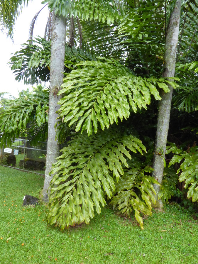 Image of Arenga undulatifolia Becc.