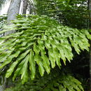 Sivun Arenga undulatifolia Becc. kuva