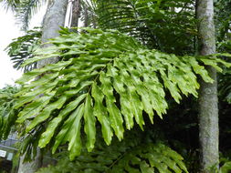 Image of Arenga undulatifolia Becc.