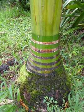 Plancia ëd Carpoxylon macrospermum H. Wendl. & Drude