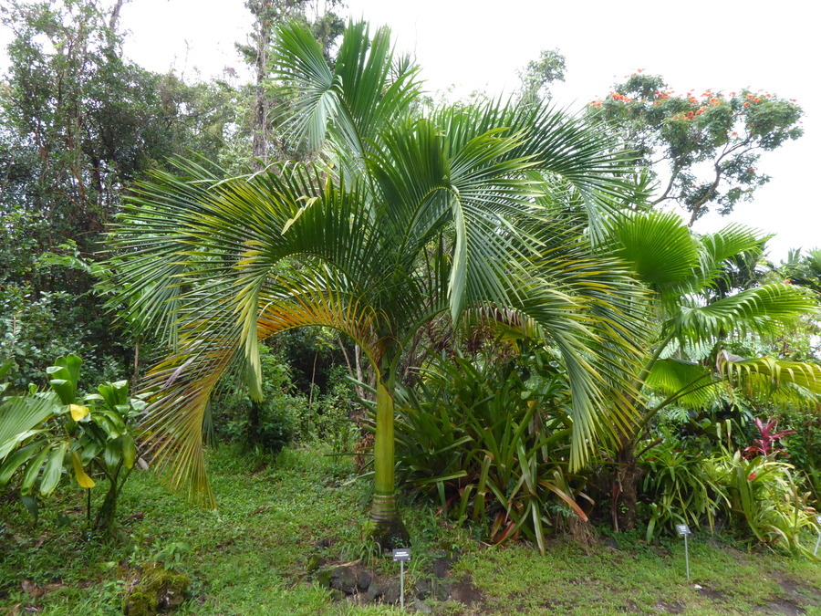 Слика од Carpoxylon macrospermum H. Wendl. & Drude