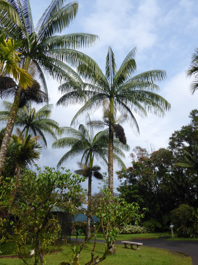 Image of Samoan palm