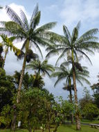 Image of Samoan palm