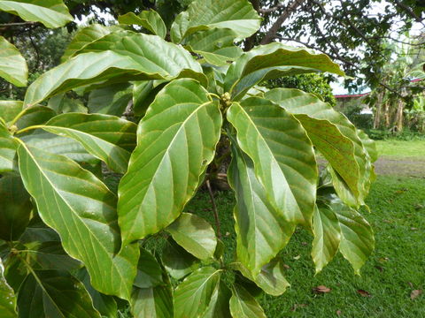 Image of avocado