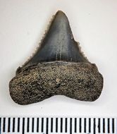 Image of Carcharodon