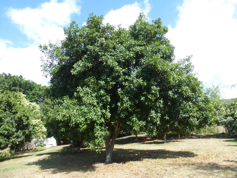 Plancia ëd Macadamia integrifolia Maiden & Betche