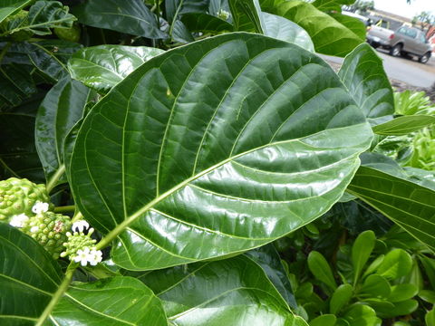 Image of Indian mulberry