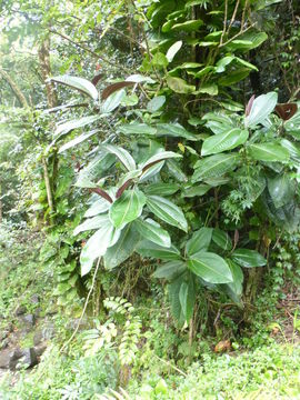 Miconia calvescens DC. resmi