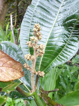 Miconia calvescens DC. resmi