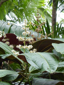 Слика од Miconia calvescens DC.