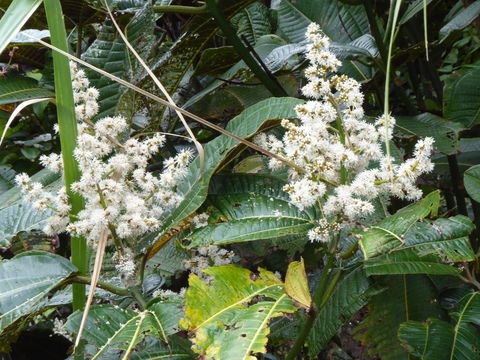 Miconia calvescens DC. resmi