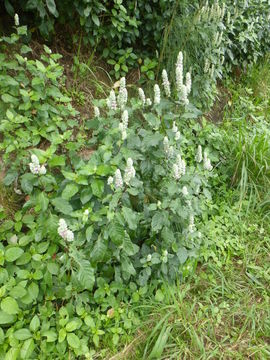 Image of squirrel's tail