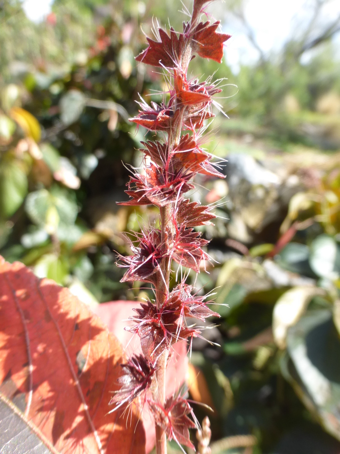 Image of Beefsteak plant