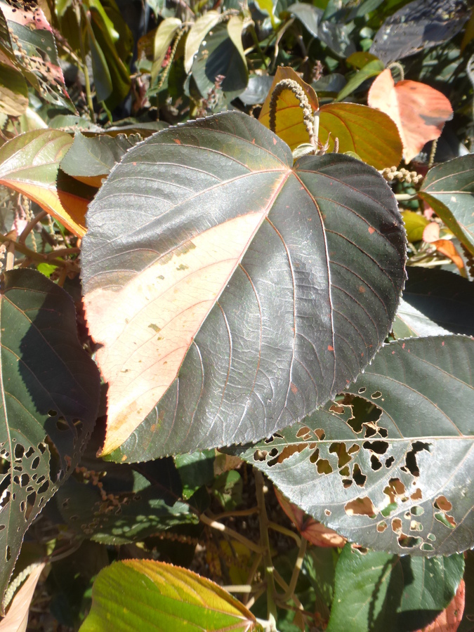 صورة Acalypha wilkesiana Müll. Arg.