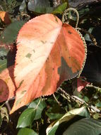 Image of Beefsteak plant