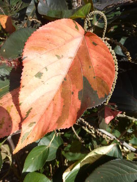 Image de Acalypha wilkesiana Müll. Arg.