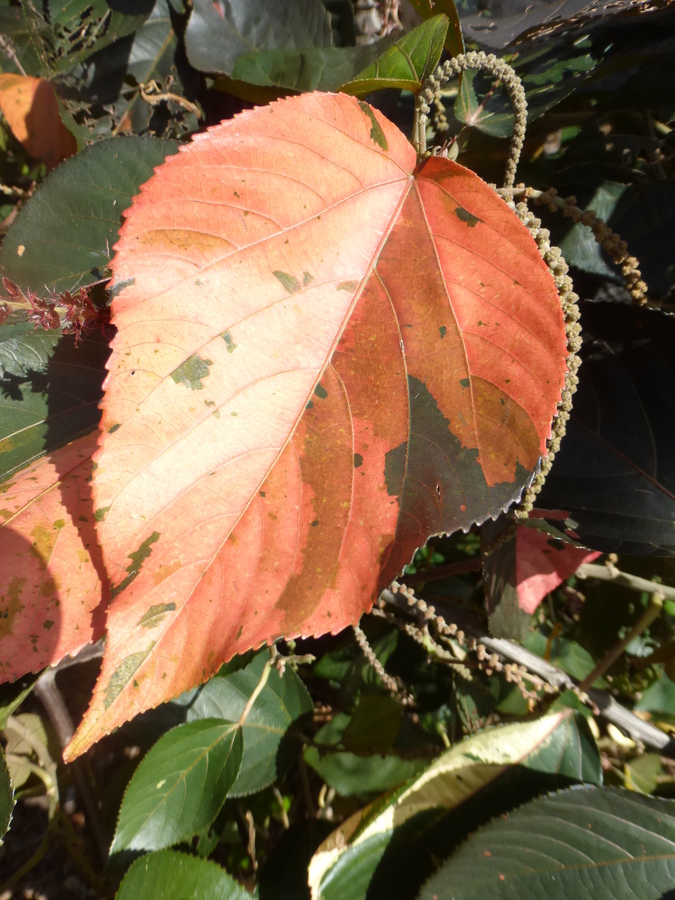 صورة Acalypha wilkesiana Müll. Arg.