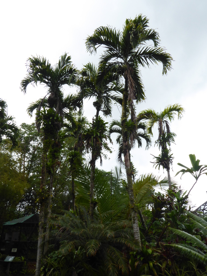 Image of Manila Palm