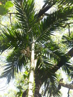 Image of Manila Palm