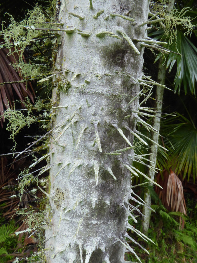 Image of coyure palm