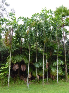 Image of coyure palm