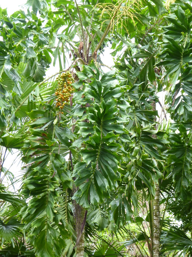 Image of coyure palm