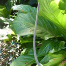 Image de Anthurium hookeri Kunth