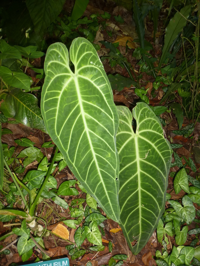 Image of Anthurium warocqueanum T. Moore