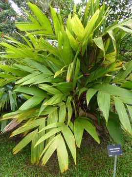 Image of Areca vestiaria Giseke