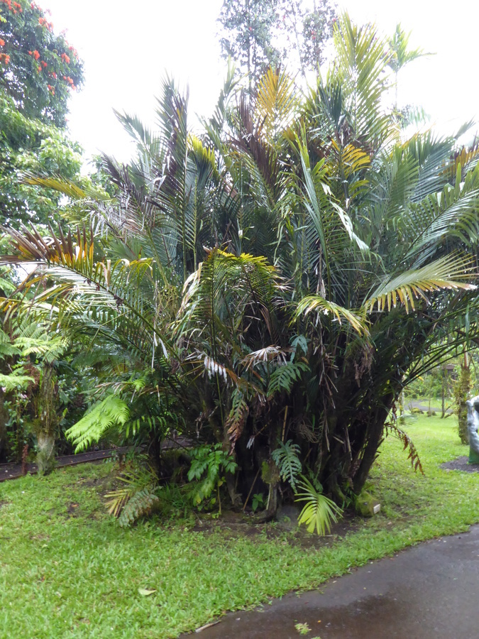 Image of dwarf sugar palm