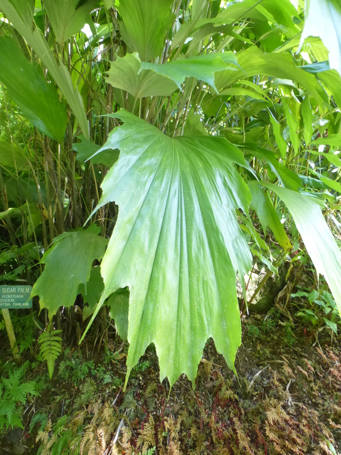 Image of Arenga hookeriana (Becc.) Whitmore