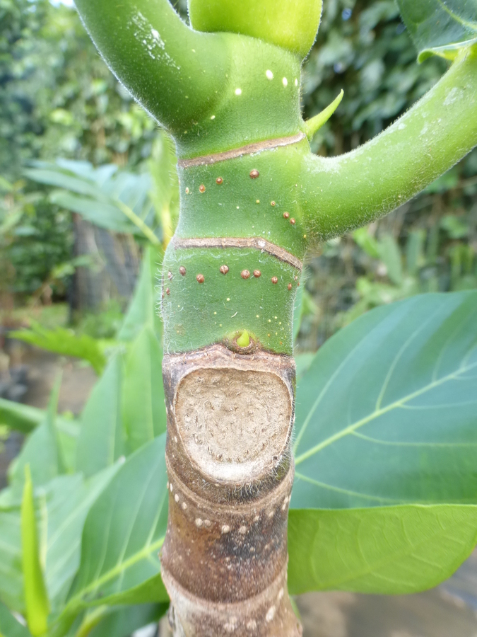 Image of Breadfruit Tree