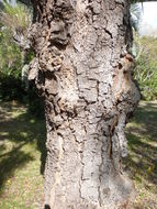 Image of Neem Tree