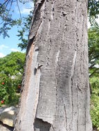 Image of Neem Tree