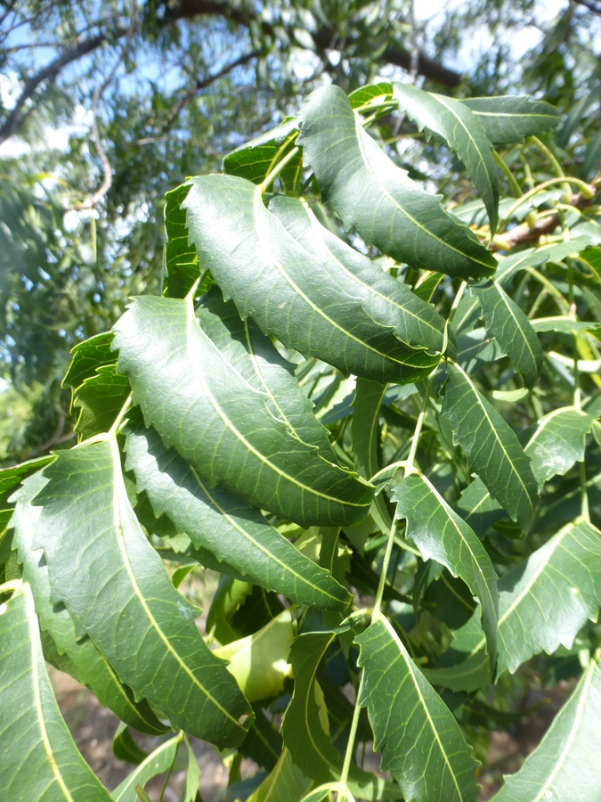 Image of Neem Tree