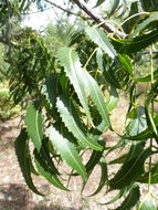 Image of Neem Tree