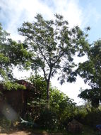 Image of Neem Tree