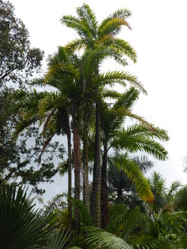 Image of peach palm