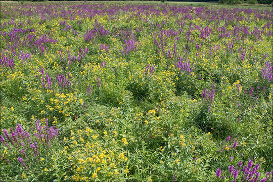 Image of Purple Loosestrife