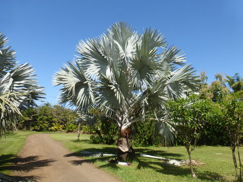 Image of Bismarckia nobilis Hildebr. & H. Wendl.