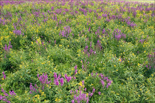 Plancia ëd Lythrum salicaria L.