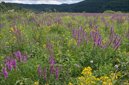 Image of Purple Loosestrife