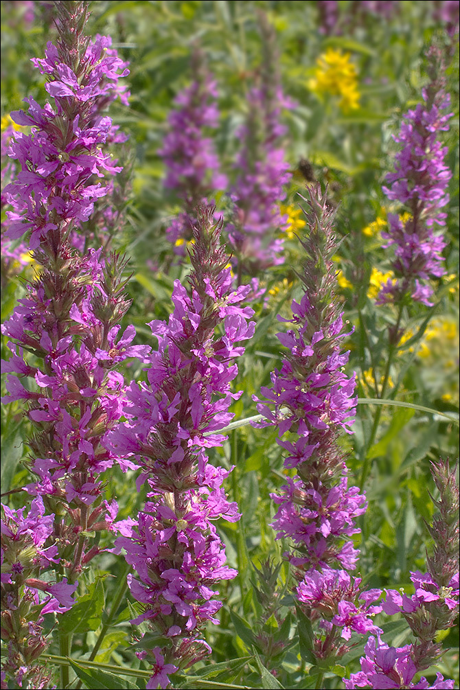 Image of Purple Loosestrife