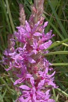 Plancia ëd Lythrum salicaria L.