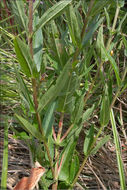 Image of Purple Loosestrife