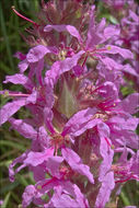 Image of Purple Loosestrife