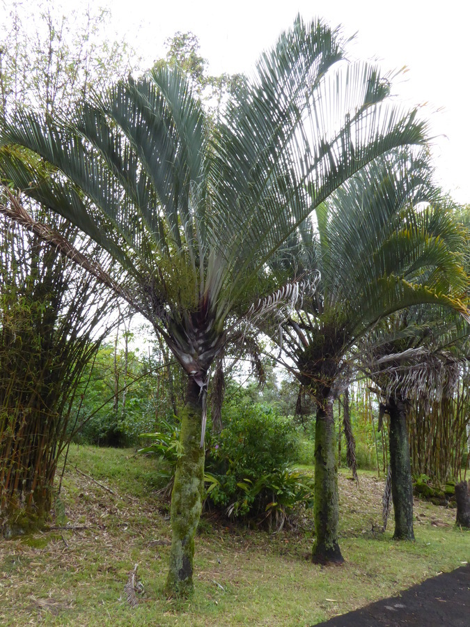 Image of Triangle palm